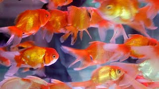 Don't flush them!  Unwanted goldfish are threatening wildlife in Canada