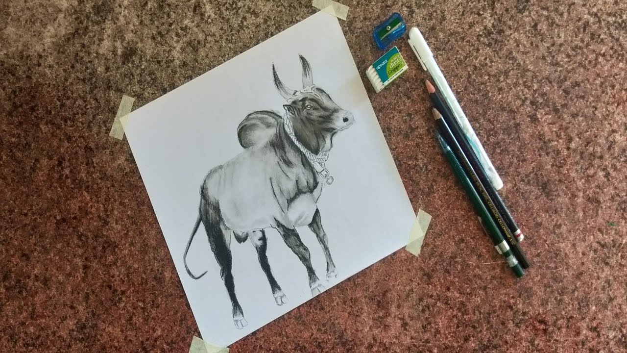 Jallikattu kaalai Pencil Drawing Bull pencil drawing YouTube