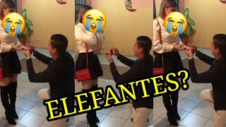 Cuando no te alcanza para la banda y contratas Elefantes | Le pide matrimonio