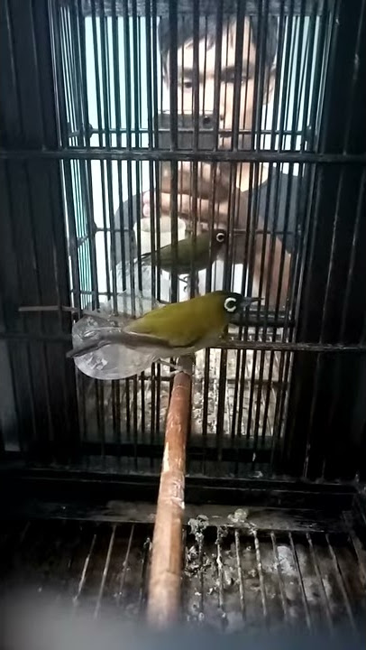 Pleci blackcapped sulawesi