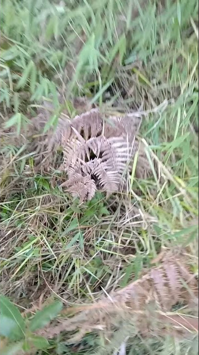 Story wa pendaki gunung 30 detik