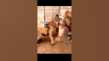 Python vs Java | coding status🔥🔥|#shorts #java #python #trending