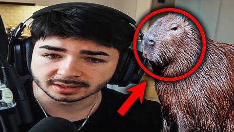 TOP 5 CAPYBARA ROMANIA