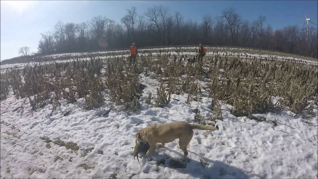 Wisconsin Pheasant Hunt YouTube
