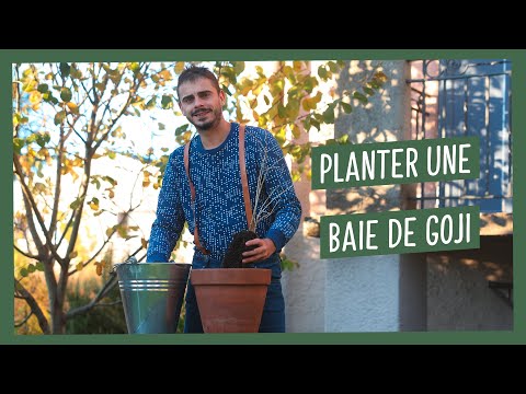 Vidéo: Plantation de baies de Goji - Conseils pour cultiver des plantes de baies de Goji