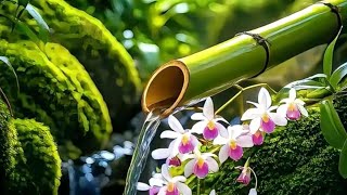 Peaceful Bamboo Fountain 🌿 Tropical Forest Water Sounds for Sleep