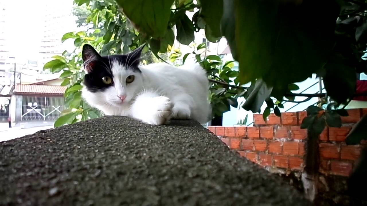 cat hiding from dogs meme Pitty, the black and white cat, hiding in the leaves