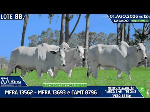 LOTE 88   MFRA 13562   MFRA 13693 e CAMT 8796
