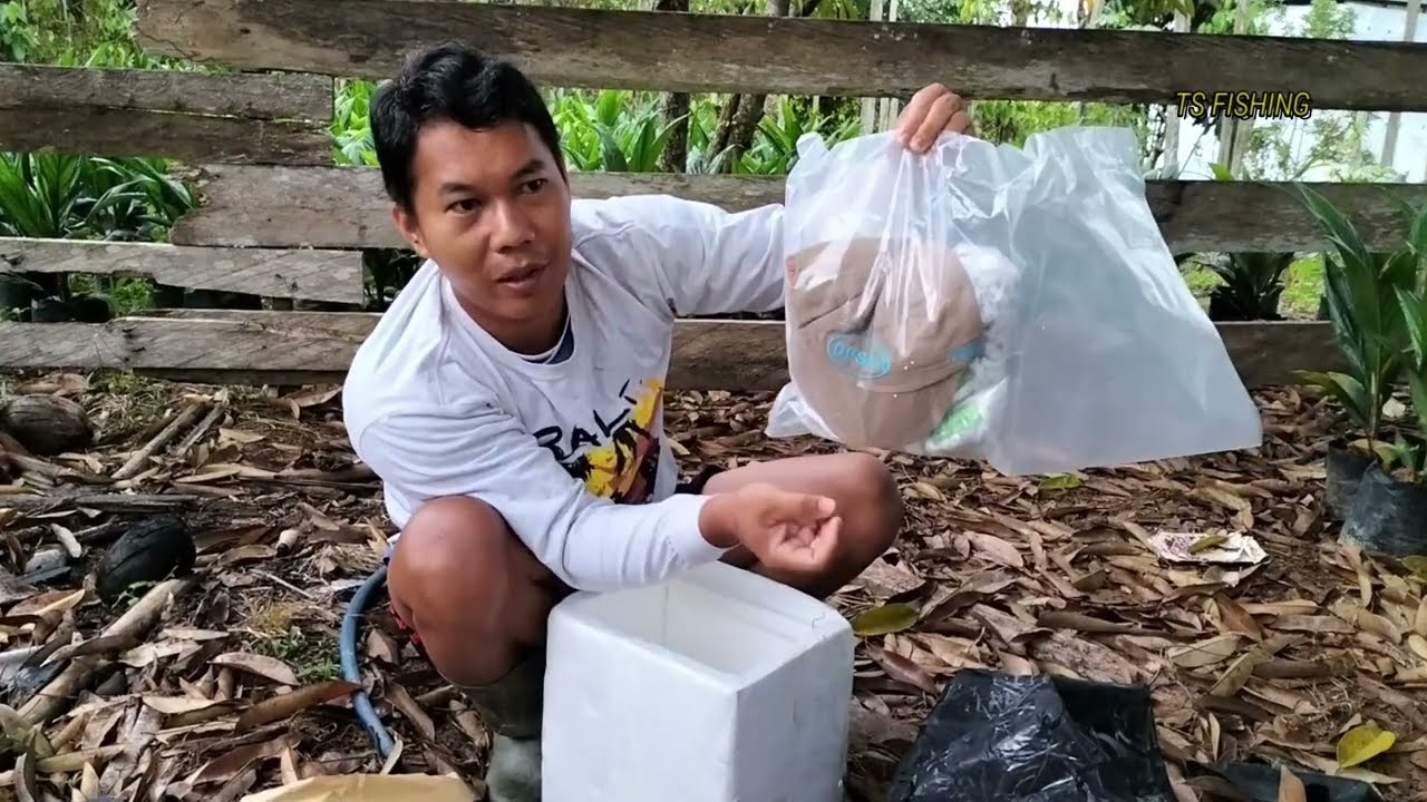 ⁣Ini Dia Wujud Asli Kecambah Sawit SAIN 1 CALABAR