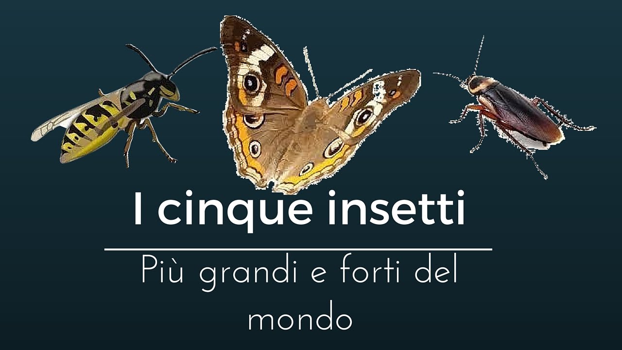 I cinque insetti più grandi e forti del mondo Rubrica Animali YouTube I cinque insetti più grandi e forti del mondo Rubrica Animali YouTube