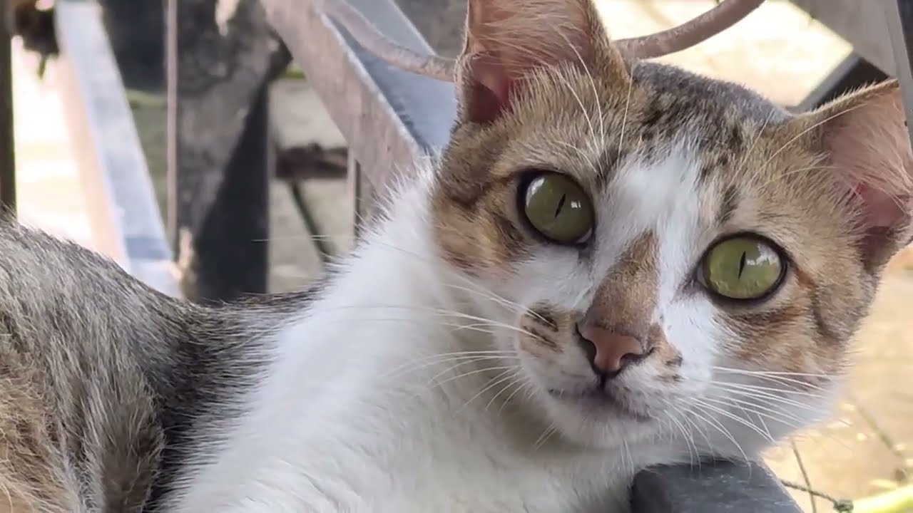 ĐÒ THƯƠNG BẾN NHỚ. St NSUT Huỳnh Khải. Ca:Ngọc Trang,Thanh Kim Lài. Nhạc:Văn Ngọc, ThS Châu Minh Tâm