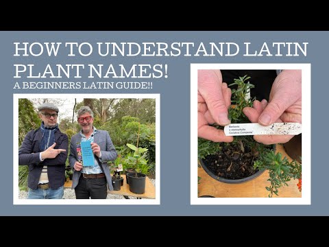 How to understand Botanic plant names! A Latin master class with Stephen Ryan!