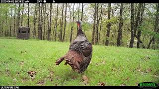 Looking for Love: Solo Gobbler Turkey Strutting and Feeding