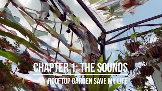 Chapter I - The Sounds | Rooftop Garden Save My Life