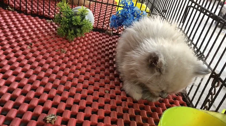 Watch the video about Cute Grey Persian Kitten Sleeping in the Cage