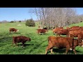 Greg explains how to tell if your cow is ready to calve.