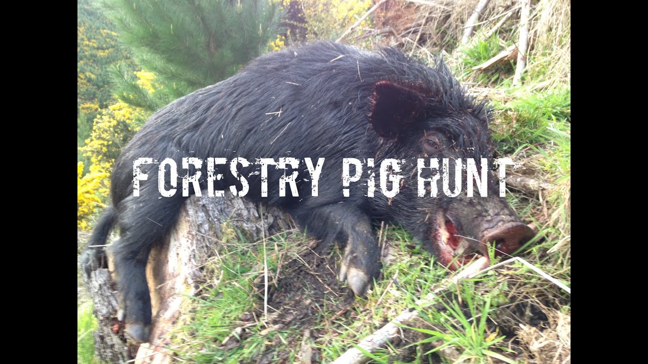 pig hunting trips nz north island