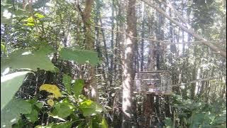 pikat murai batu asyiknya mikat dihutan yang masih listari alamnya #mikatmuraibatu #muraibatuhaji