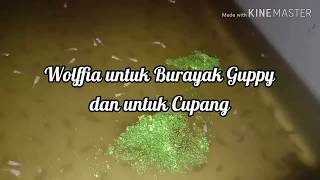 Wolffia untuk Burayak Guppy dan untuk Ikan Cupang