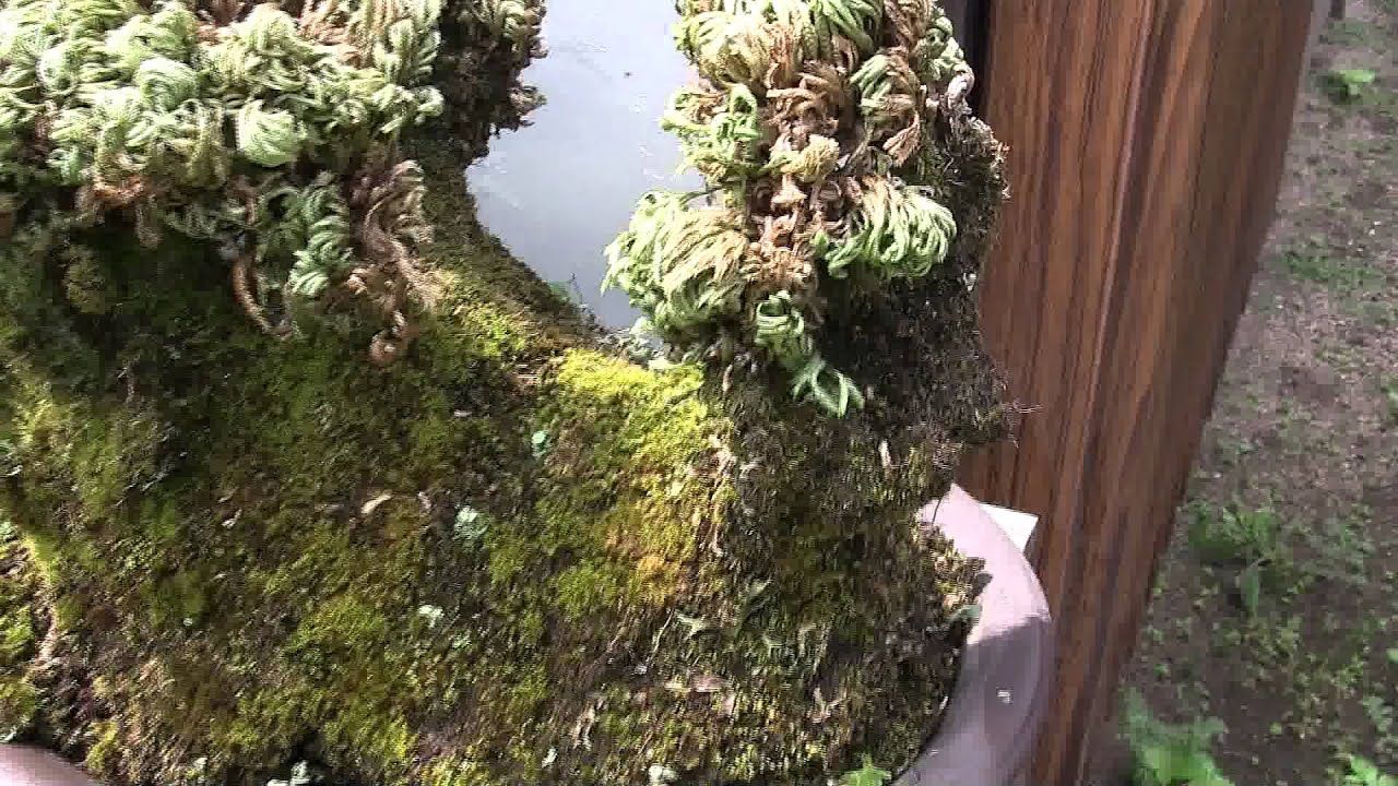 イワヒバ Selaginella Tamariscina Beauv Spring Youtube