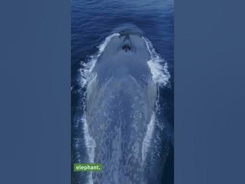 Blue Whale Tongue #pawsclawsjaws #animalshorts - YouTube