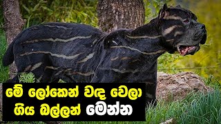 මේ ලෝකෙන් නැති වෙලා ගිය බල්ලන් වර්ග 7ක්  මෙන්න | Top 7 Oldest Dogs In The World 🌎 🐕