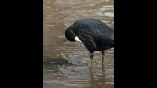coot4 Canon R7 4k