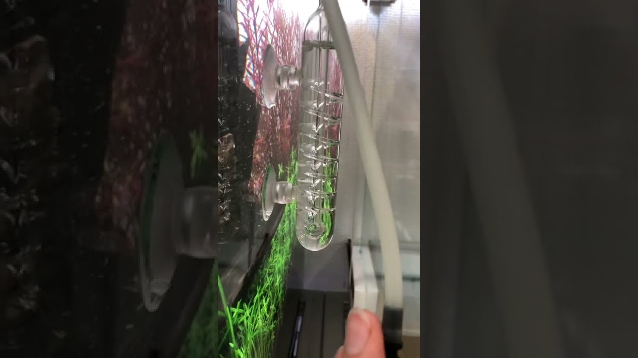 ADAのパレングラスとビートルカウンターでのCO2添加を見る動画