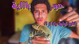 كيف تربي الحرباء - ولماذا لا تغير لونها ؟!