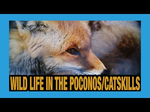 Wild Life in the Pocono & Catskill Mountains