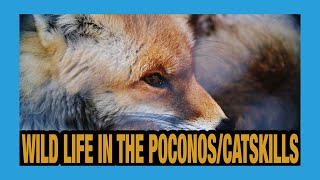Wild Life in the Pocono Catskill Mountains