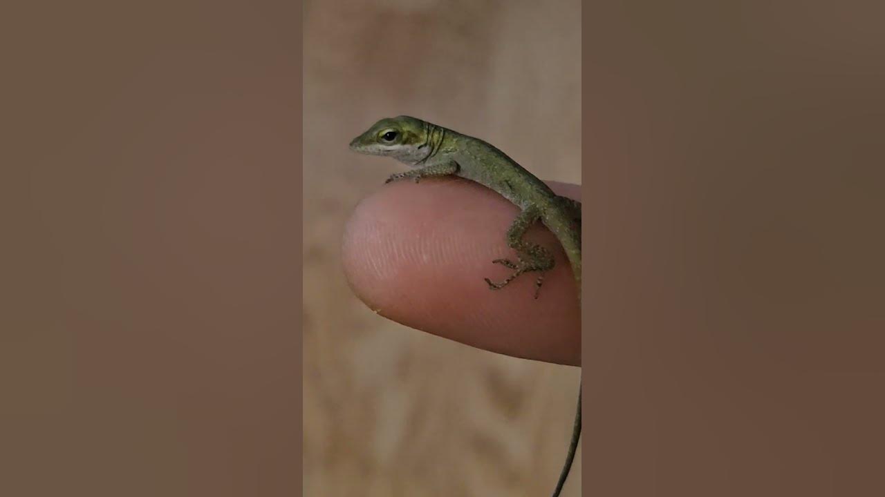 Baby Green Anole!! - YouTube