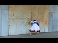 【東方】Seija Releases The Inchlings ~ 小人を解き放つ