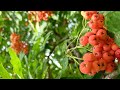 Влог.Скоро осень,а пока наслаждаемся летом!🌿💥💞🍒