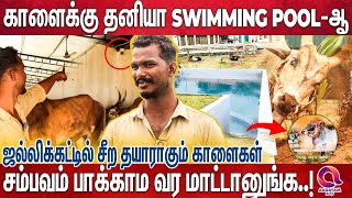 21 காளைகளுக்கு தனி தனியா Fan, CCTV .. அட Swimming pool வேற 😍 காளை First பெத்த பிள்ளையே Next ❤️