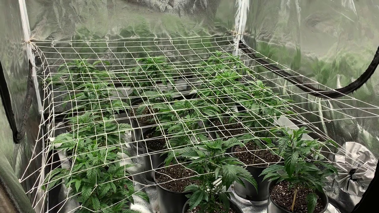 4x4 1lb Grow Challenge Pt.1