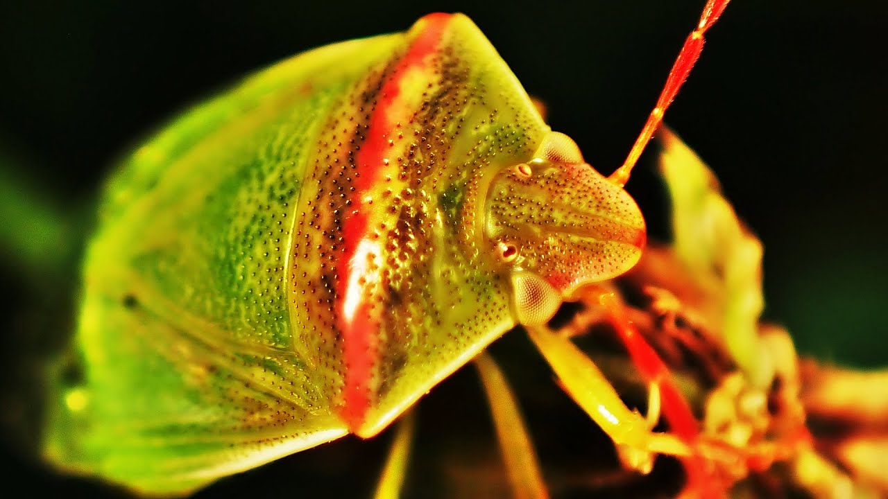 アリに襲われるイチモンジカメムシ　Piezodorus hybneri　（ stink bug、亀虫）