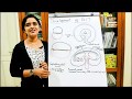 FOLDING OF THE EMBRYO-DEVELOPMENT OF THE GIT-PART 1-DR ROSE JOSE MD