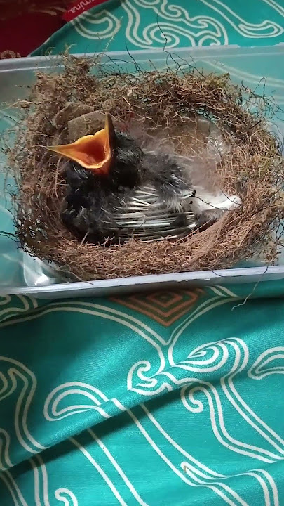 Lumayan nemu anakan burung manintin/kacer air 😁
