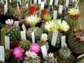 Divers cactus en fleurs