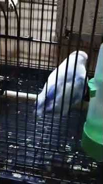 Video lucu burung lovebird jogek