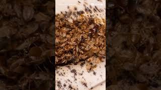 These bed bug infestations in Arizona are the stuff of nightmares