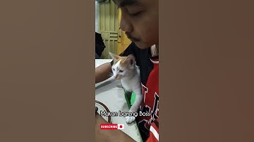 Anak Kucing yang mengeong lucu #shorts #kucing #kucinglucu #suarakucing