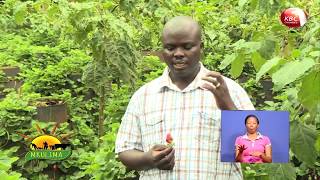 Mkulima: Jinsi ya kukuza tunda la 'strawberry'