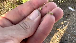 Finding Wild Hemp