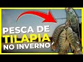 PESCARIA de TILAPIA SELVAGEM no INVERNO | Pesca no Inverno