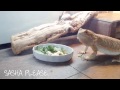 Sasha Eats an Egg | 2016