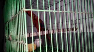 Download Lagu Nuri merah MP3