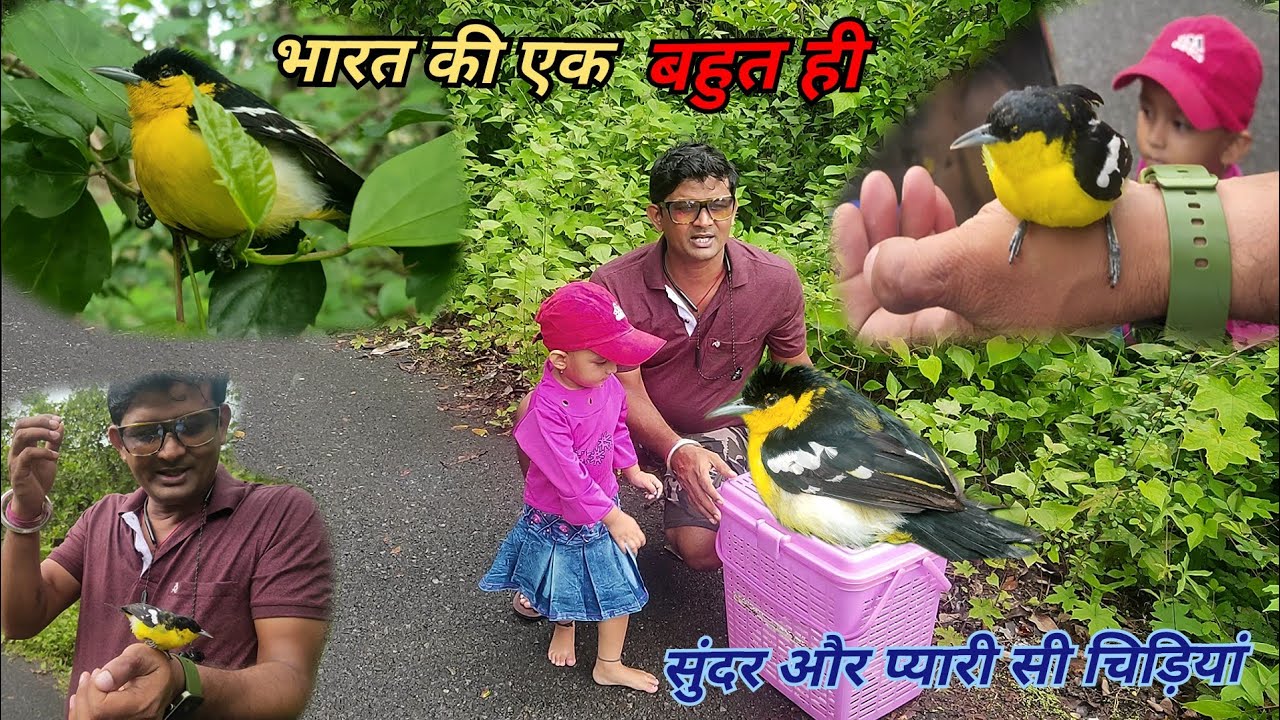 छोटी सी चिड़िया की कहानी। small birds। beautiful birds। birds sound। birds video। bird rescue