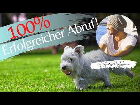 Video: 5 Tipps, um zu verhindern, dass Ihr Jack Russell Terrier an der Leine zieht